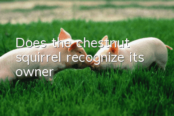 Does the chestnut squirrel recognize its owner?