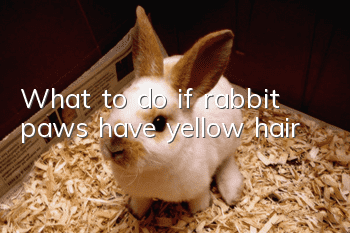 What to do if rabbit paws have yellow hair