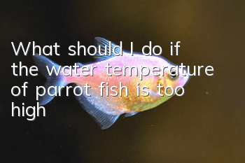 What should I do if the water temperature of parrot fish is too high?