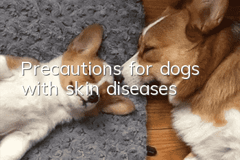 Precautions for dogs with skin diseases