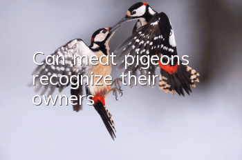 Can meat pigeons recognize their owners?