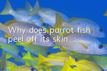 Why does parrot fish peel off its skin?