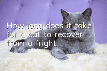 How long does it take for a cat to recover from a fright?