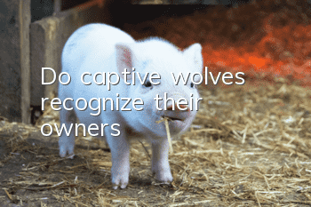 Do captive wolves recognize their owners?