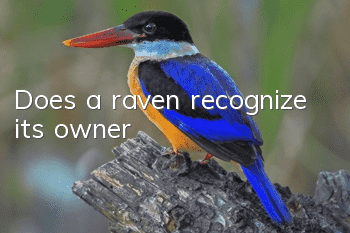 Does a raven recognize its owner?