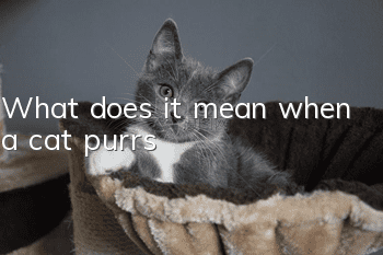 What does it mean when a cat purrs?