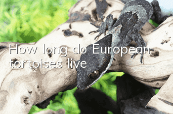 How long do European tortoises live?