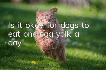 Is it okay for dogs to eat one egg yolk a day?