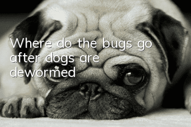 Where do the bugs go after dogs are dewormed?