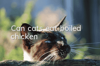 Can cats eat boiled chicken?