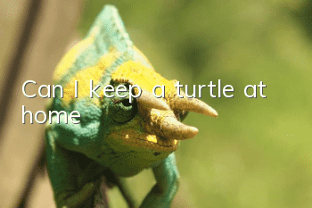 Can I keep a turtle at home?