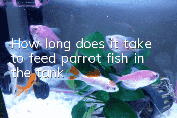 How long does it take to feed parrot fish in the tank?