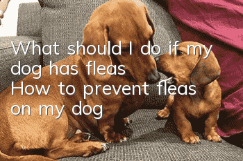 What should I do if my dog ​​has fleas? How to prevent fleas on my dog!