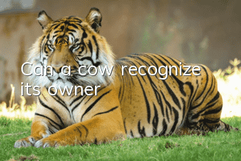 Can a cow recognize its owner?