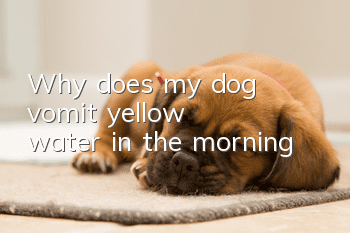 Why does my dog ​​vomit yellow water in the morning?