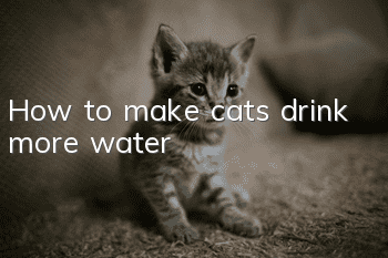 How to make cats drink more water