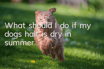 What should I do if my dog’s hair is dry in summer?