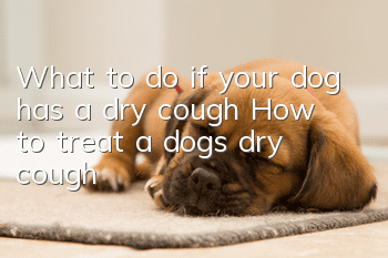 What to do if your dog has a dry cough? How to treat a dog’s dry cough!