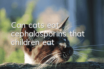 Can cats eat cephalosporins that children eat?