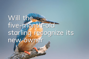 Will the five-month-old starling recognize its new owner?