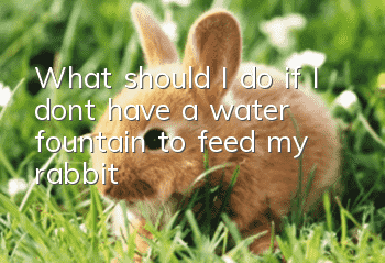 What should I do if I don’t have a water fountain to feed my rabbit?