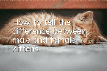 How to tell the difference between male and female kittens