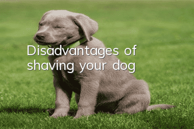 Disadvantages of shaving your dog