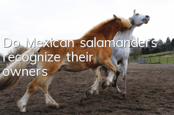 Do Mexican salamanders recognize their owners?