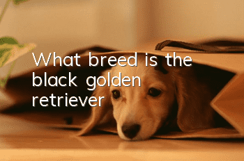 What breed is the black golden retriever?