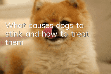 What causes dogs to stink and how to treat them