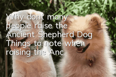 Why don’t many people raise the Ancient Shepherd Dog? Things to note when raising the Ancient Shepherd Dog!