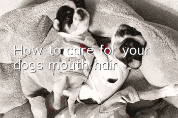 How to care for your dog’s mouth hair