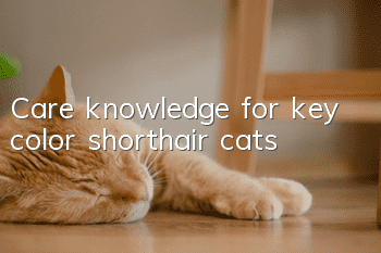 Care knowledge for key color shorthair cats