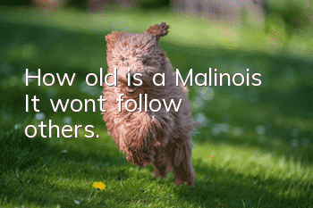 How old is a Malinois? It won’t follow others.