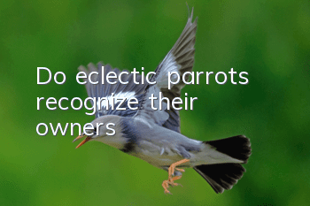 Do eclectic parrots recognize their owners?