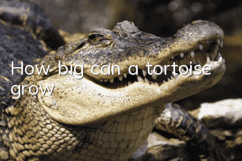 How big can a tortoise grow?