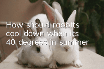 How should rabbits cool down when it’s 40 degrees in summer?