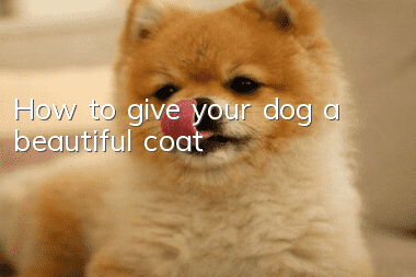 How to give your dog a beautiful coat