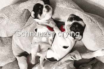 Schnauzer crying