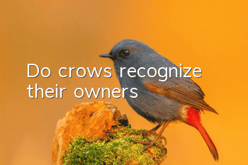 Do crows recognize their owners?