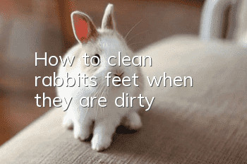 How to clean rabbit’s feet when they are dirty