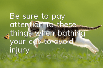 Be sure to pay attention to these things when bathing your cat to avoid injury