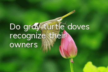 Do gray turtle doves recognize their owners?