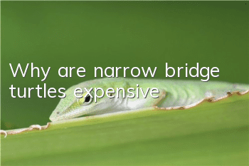 Why are narrow bridge turtles expensive?