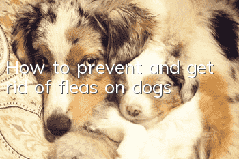 How to prevent and get rid of fleas on dogs