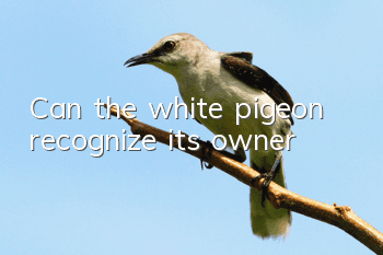 Can the white pigeon recognize its owner?