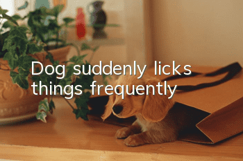 Dog suddenly licks things frequently