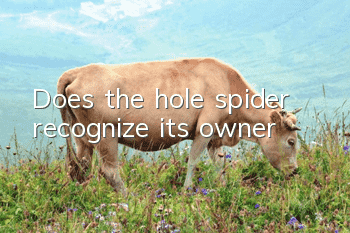 Does the hole spider recognize its owner?