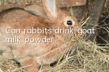 Can rabbits drink goat milk powder?