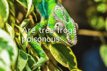 Are tree frogs poisonous?